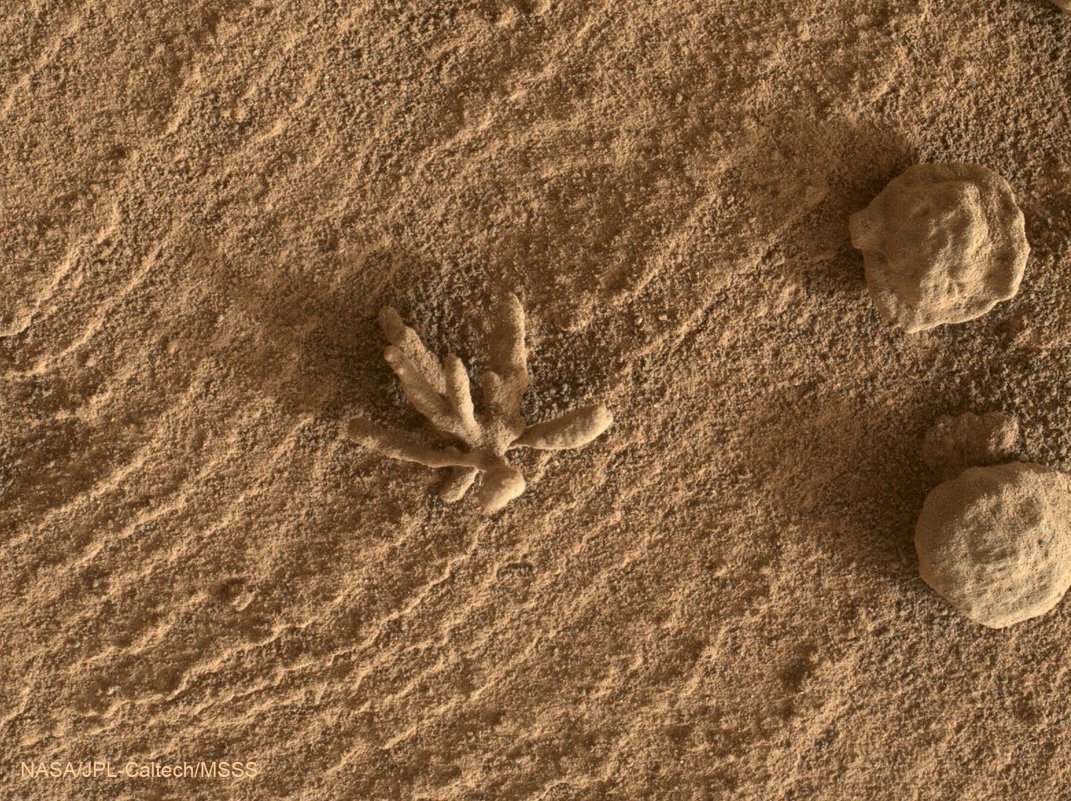 صخرة ذات زوائد تحعلها تشبه الصبارة وبجانبها صخور مدوّرة صغيرة، في مساحة صغيرة من تربة المرّيخ المحمرّة