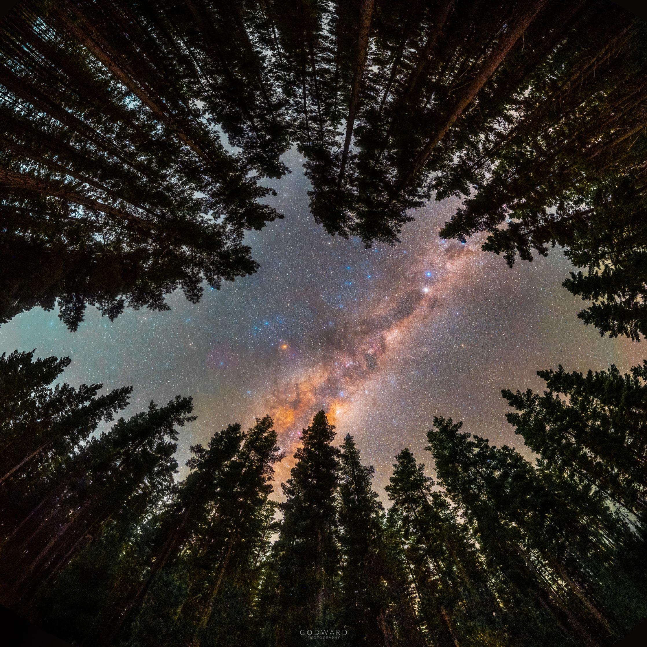 تُظهر الصورة جزءاً من شريط مجرّتنا درب التبّانة، كما يُرى عبر حلقة من الأشجار.
