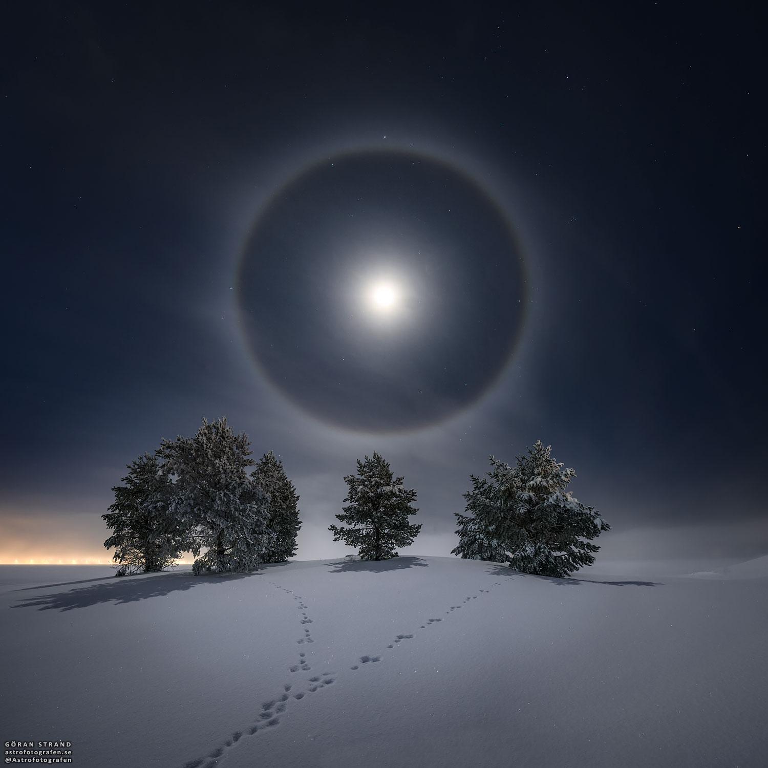 صورة ليليّة تُظهر هالة قمرية كاملة تحيط بقمرِ شبه مكتمل، ومن تحتها عدّة أشجار مكسوّة بالثلوج وآثار أقدام أرانب على الثلج الذي يغطّي الأرض.