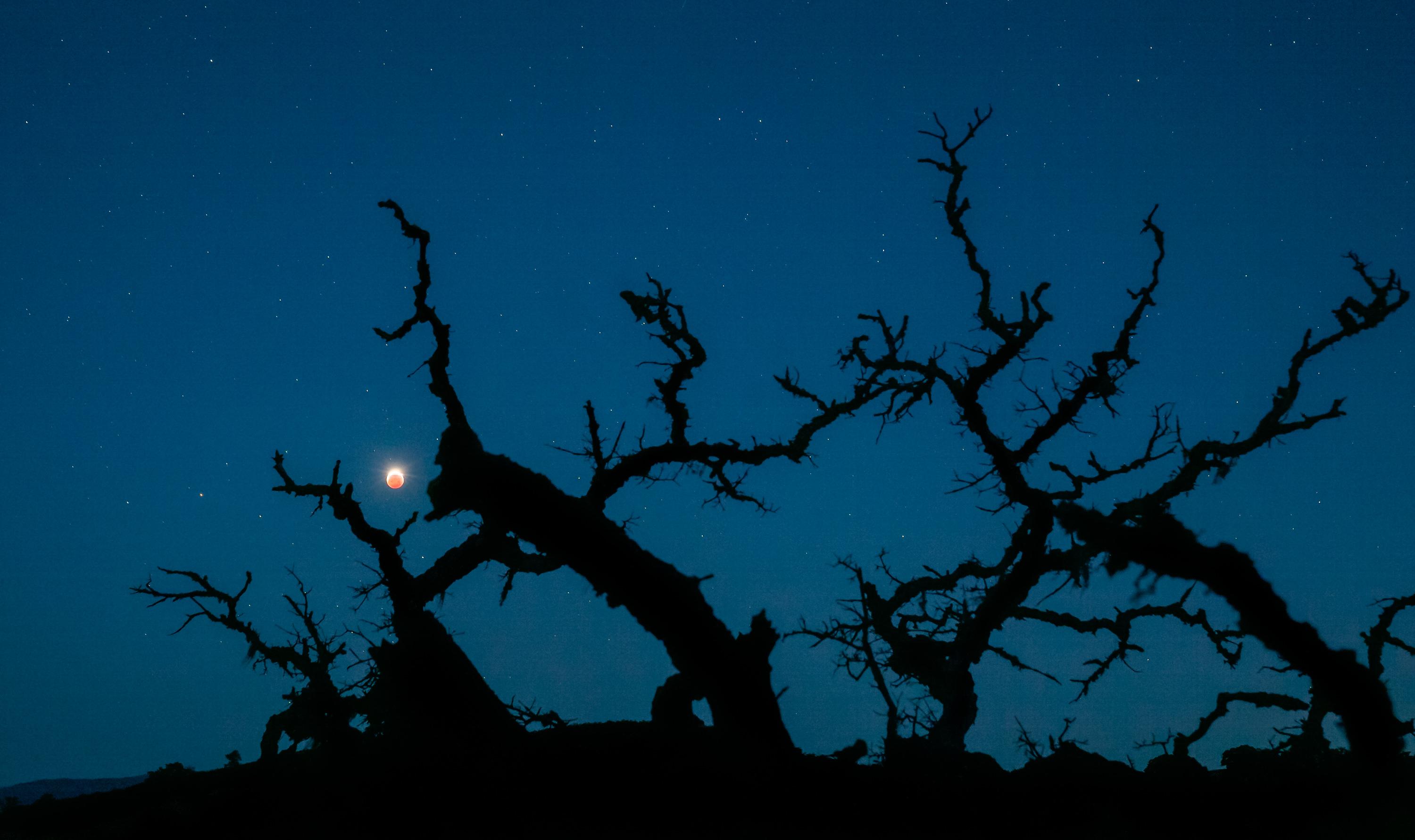 صورة لقمر مخسوف كلياً فوق الأفق في البعيد وتظهر أمامه في مقدّمة الصورة أغصان سنديان ضخمة وعارية ومتغضّنة بصورة ظليلة.
