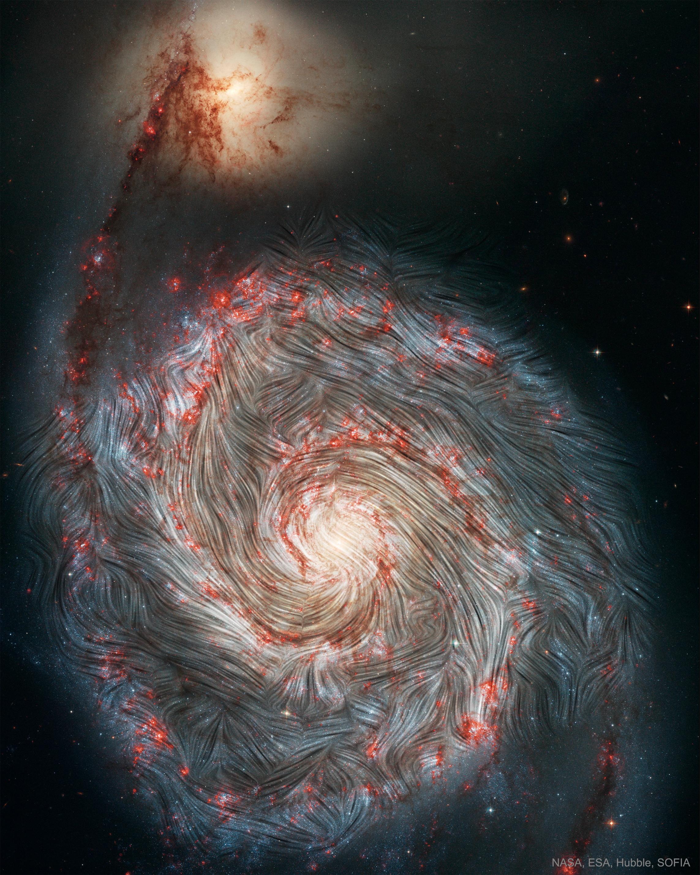 مجرّة الدوّامة وتظهر عليها اتجاهات الحقل المغناطيسي كخطوط انسيابيّة متماوجة تحيكُ نقشاً حلزونيّاً. تظهر في أعلى الصورة المجرّة المرافقة والتي تمارس سحباً ثقاليّاً