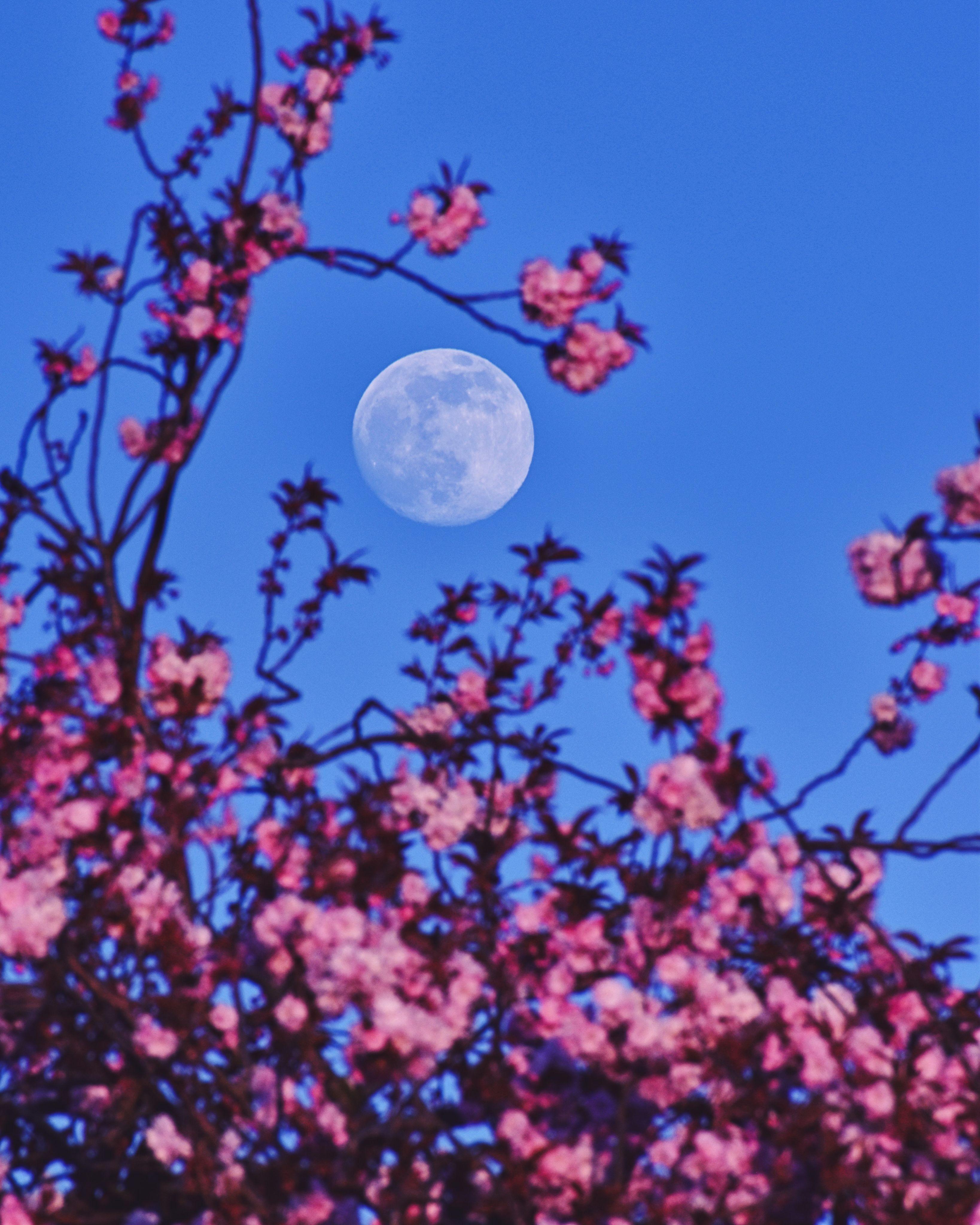 قمرٌ بدرٌ ومن حوله أغصان الكرز المزهرة بلونها الوردي ومن خلفه السماء الزرقاء الصافية.